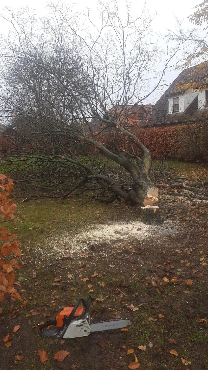 Gefällter Baum auf einem Grundstück mit Motorsäge im Vordergrund