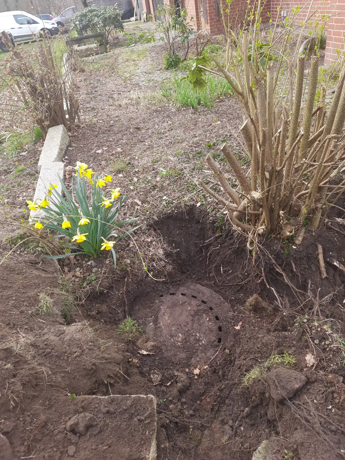 Freigelegter Wurzelbereich eines mehrstämmigen Gehölzes in einem Garten