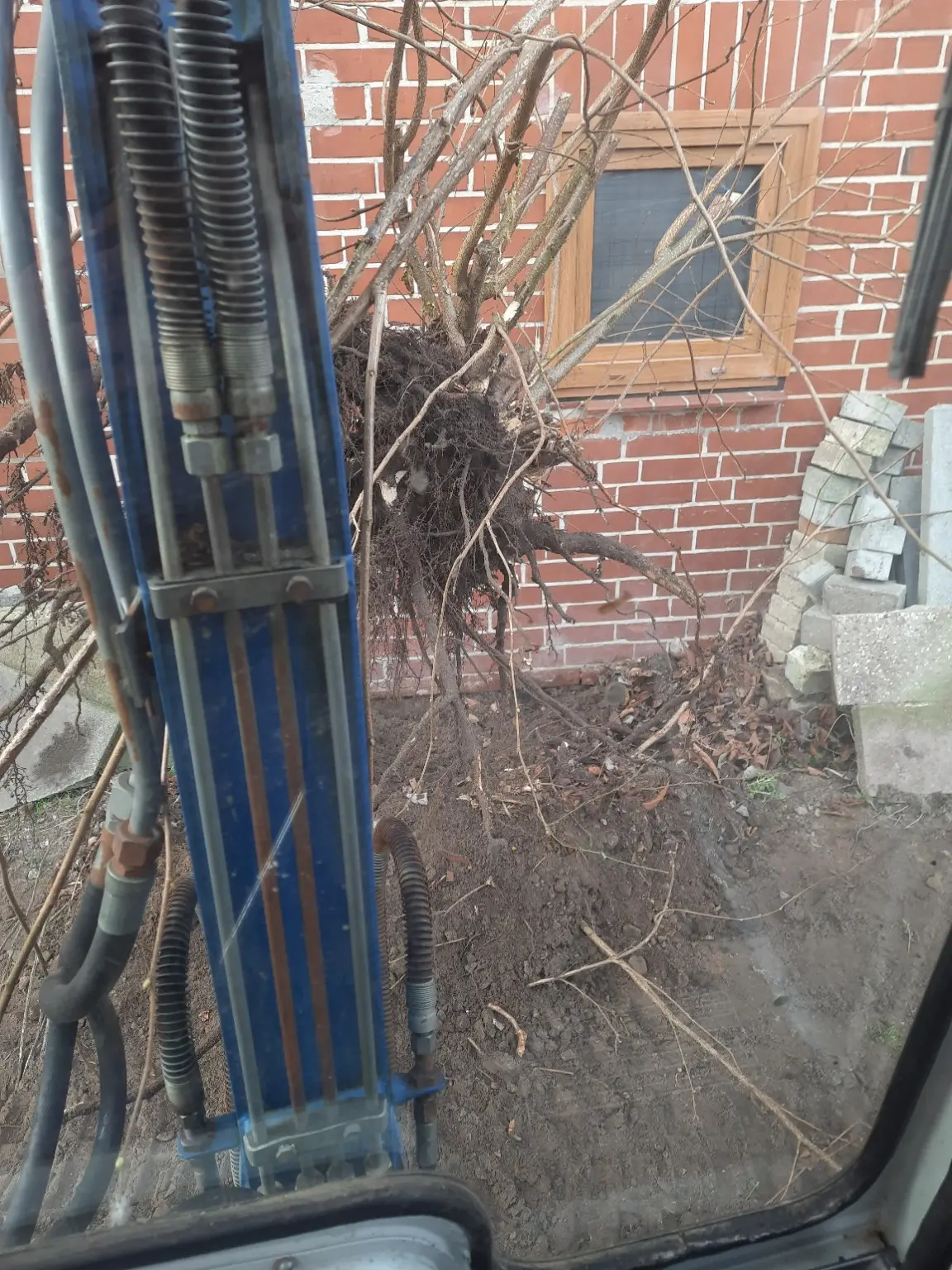 Bagger hebt die Wurzel eines mehrstämmigen Gehölzes kontrolliert aus dem Boden