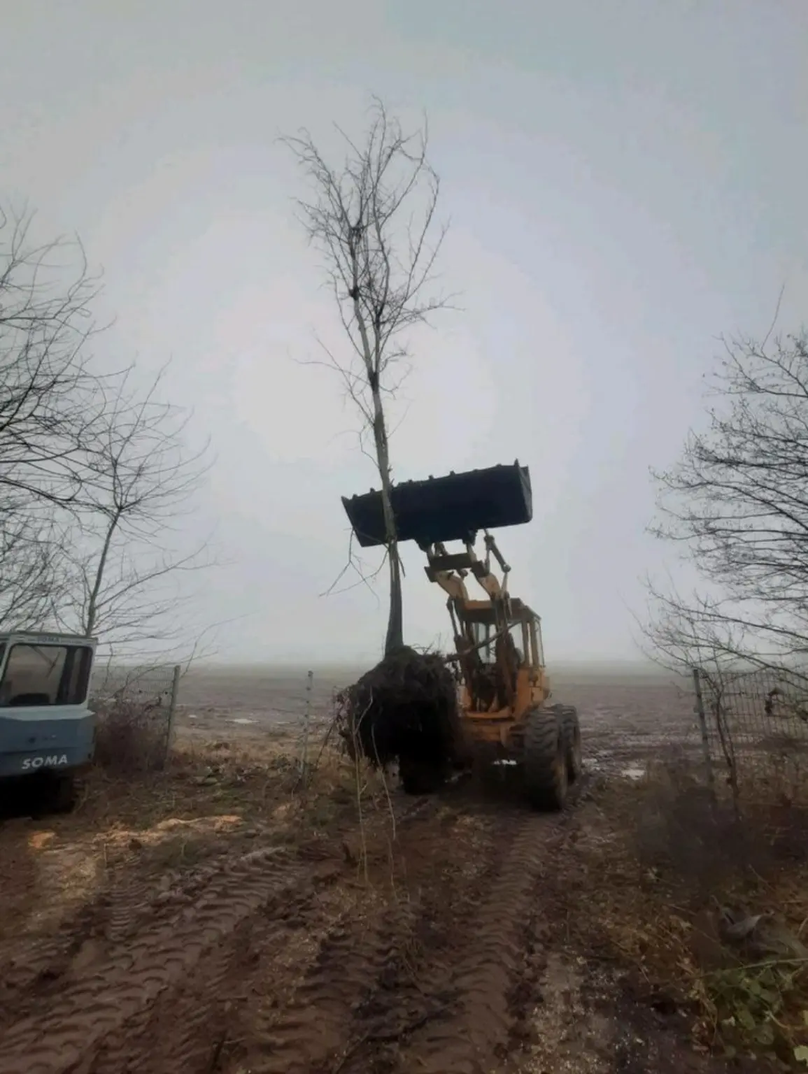 Radlader birgt einen vollständigen Baum samt Wurzelballen