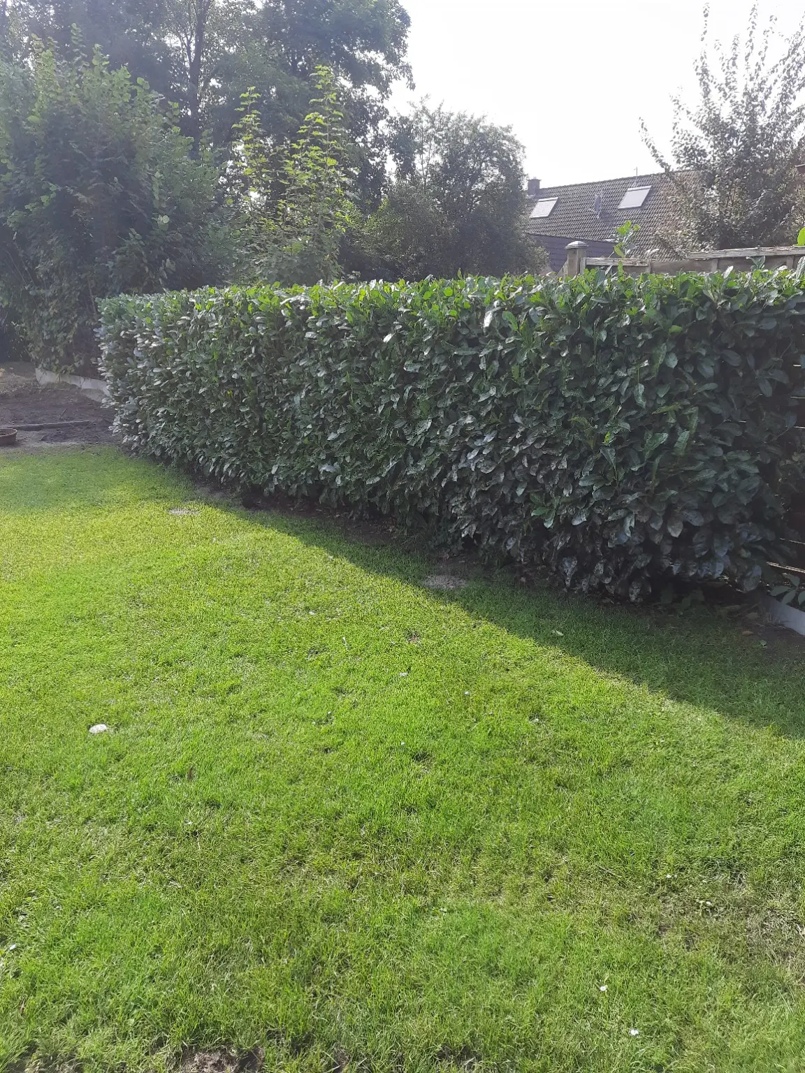 Dichte Gartenhecke nach einem gleichmäßigen und geraden Rückschnitt