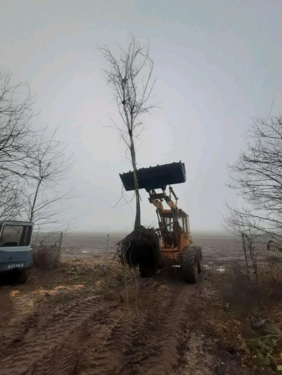 Radlader hebt einen herausgezogenen Baum mit noch anhängendem Wurzelballen